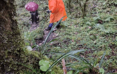 雨林世界，到处是苔藓、野草、灌木、大树，自由生命，不放弃任何一点空间，物竞天择，唯有拼搏！兰花，这里有大片的兰花